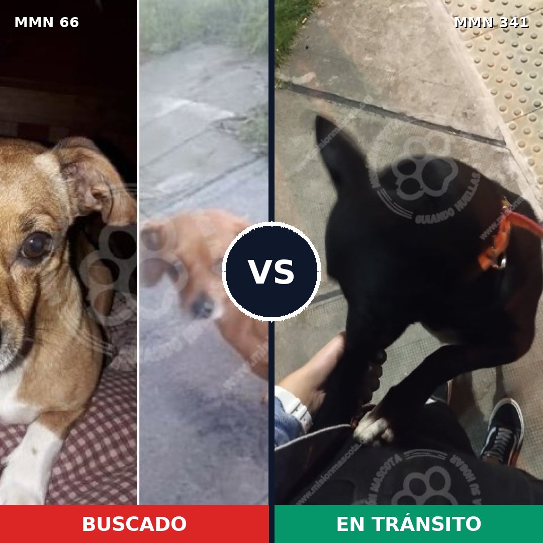 Comparativa MMS 2400: mascota perdida y mascota encontrada, 11% de similitud
