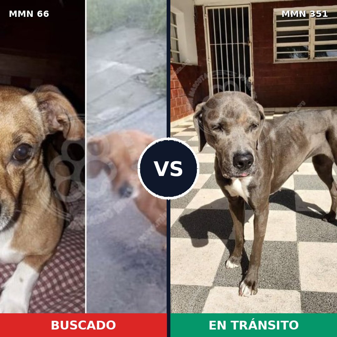 Comparativa MMS 2401: mascota perdida y mascota encontrada, 25% de similitud