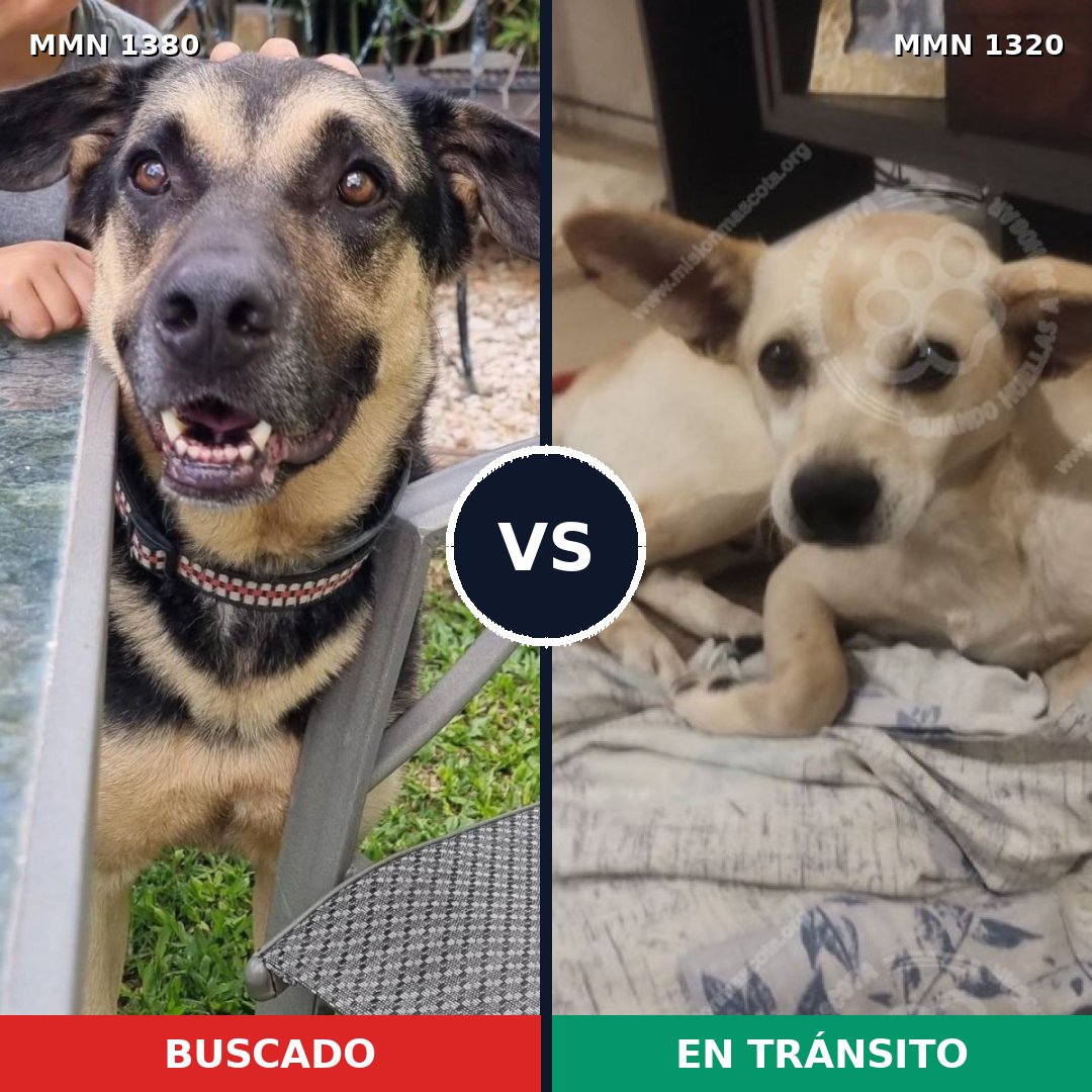Comparativa MMS 24012: mascota perdida y mascota encontrada, 63% de similitud