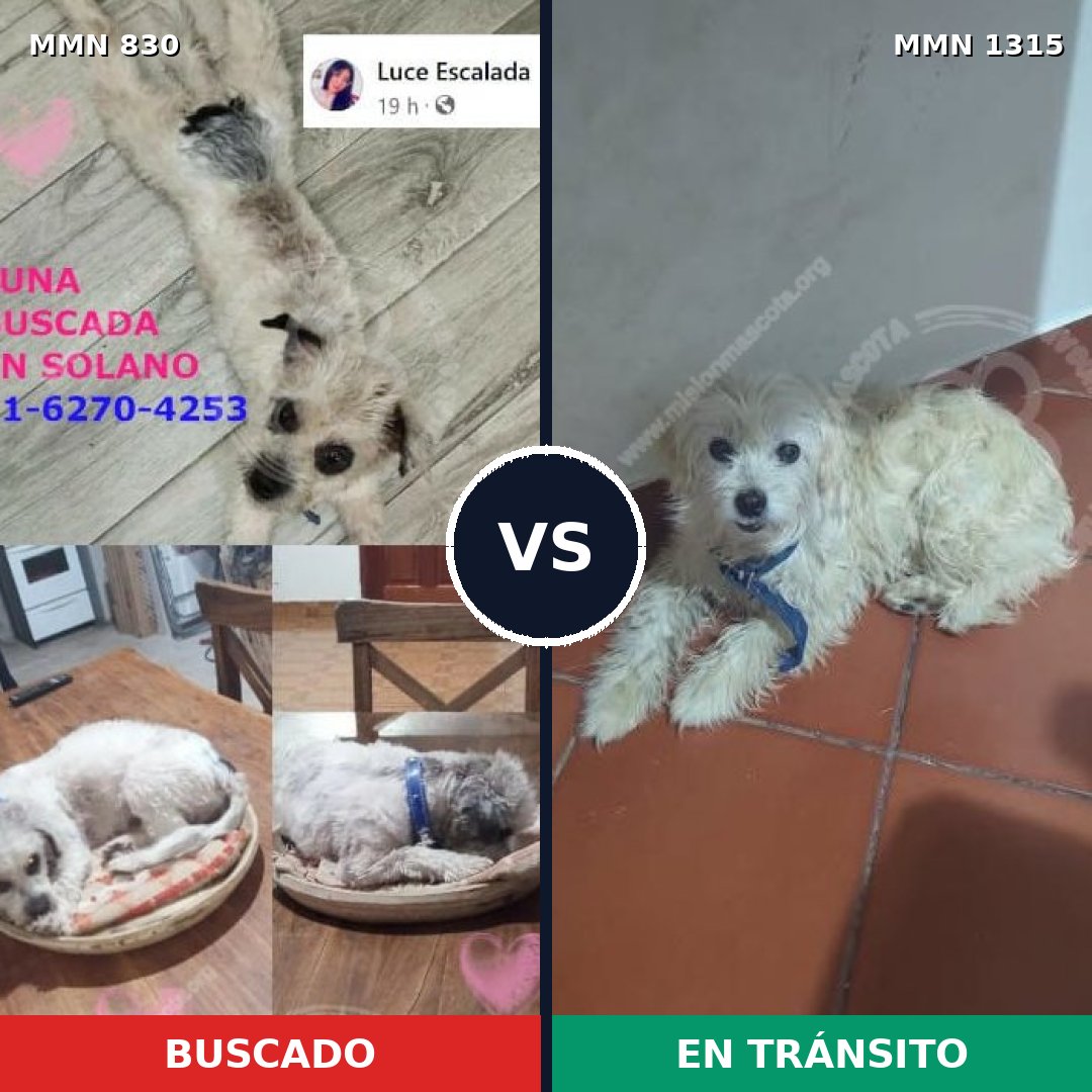 Comparativa MMS 24015: mascota perdida y mascota encontrada, 41% de similitud