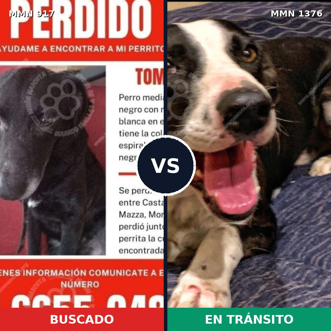 Comparativa MMS 24016: mascota perdida y mascota encontrada, 57% de similitud