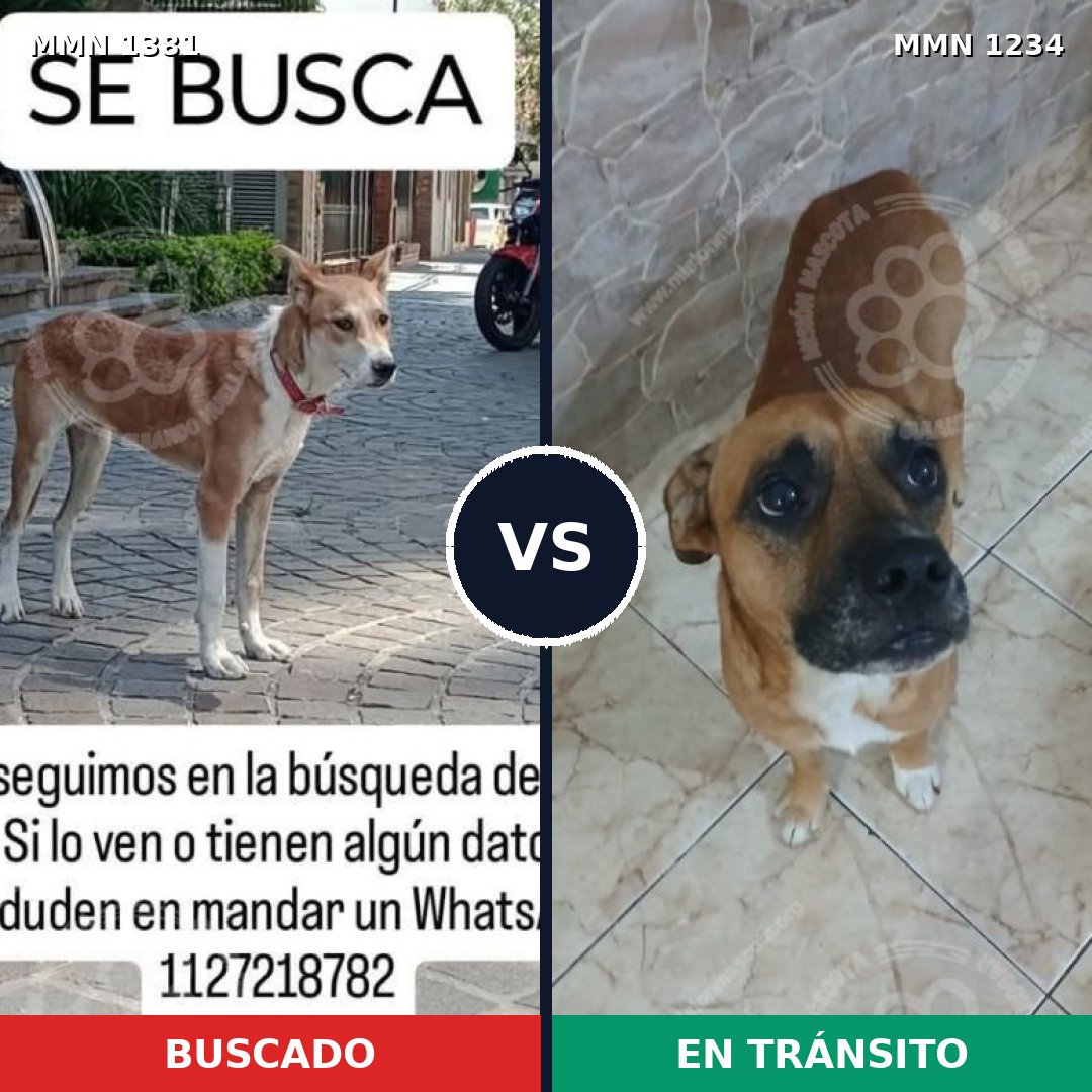Comparativa MMS 24017: mascota perdida y mascota encontrada, 81% de similitud