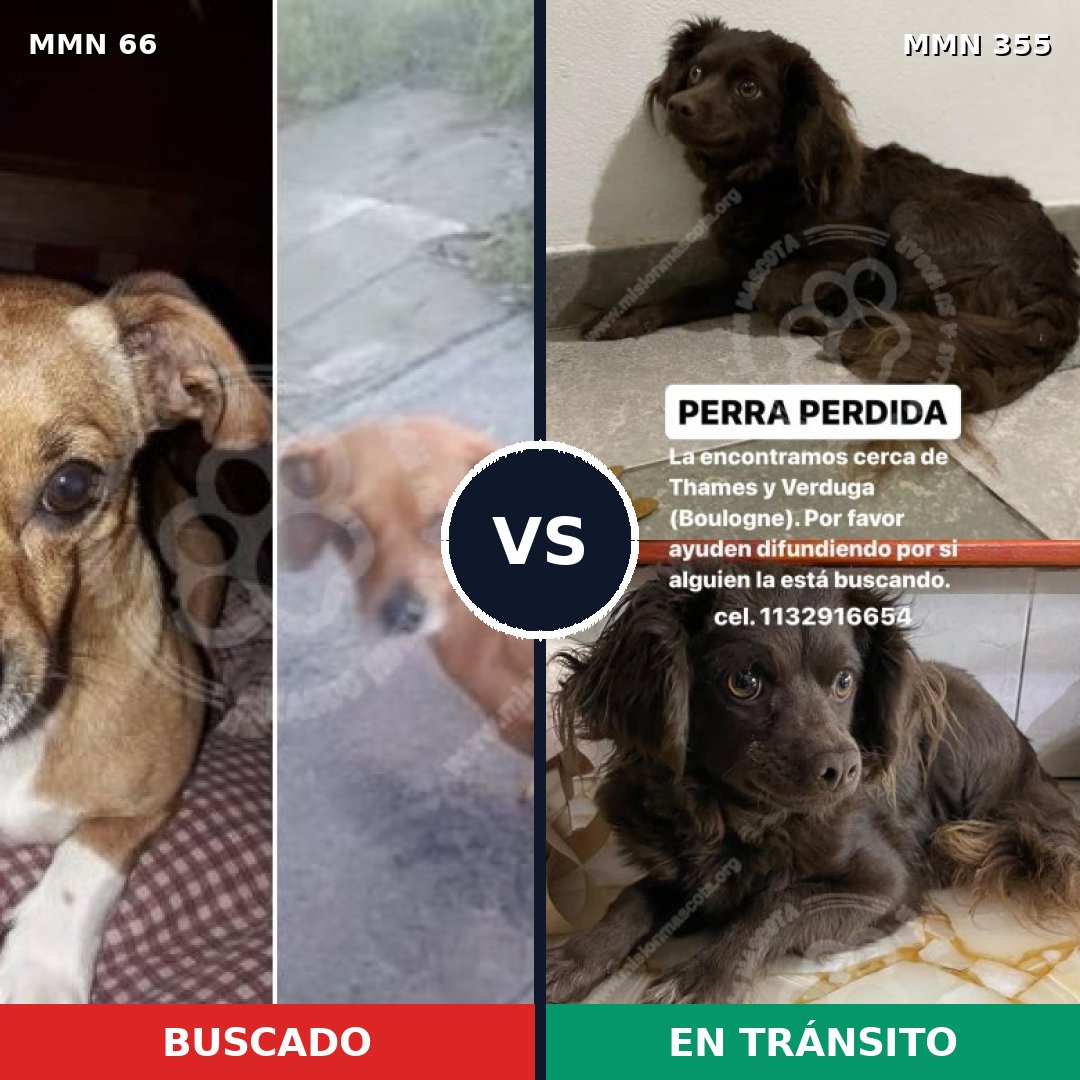 Comparativa MMS 2402: mascota perdida y mascota encontrada, 2% de similitud
