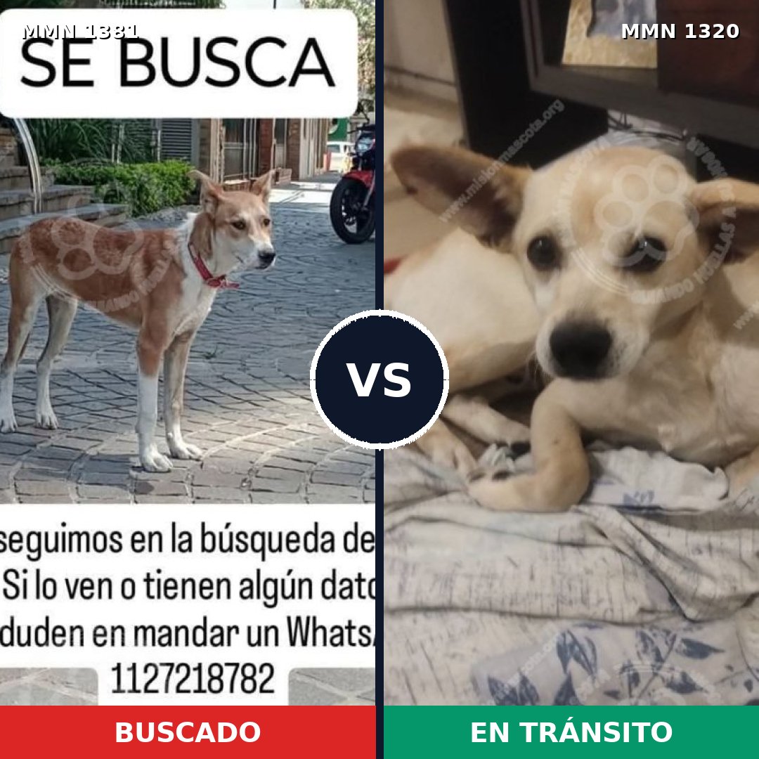 Comparativa MMS 24026: mascota perdida y mascota encontrada, 61% de similitud
