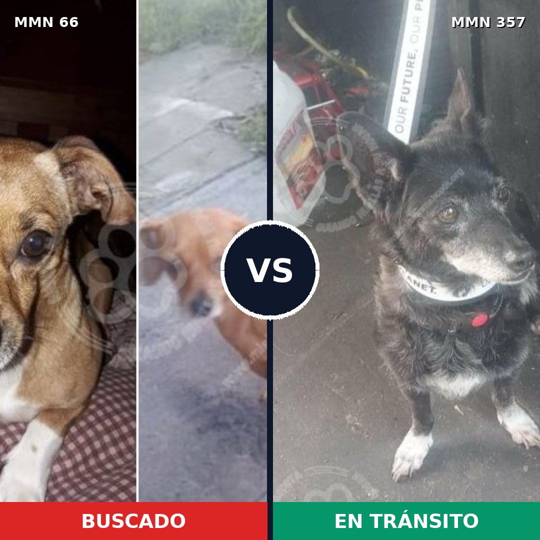 Comparativa MMS 2403: mascota perdida y mascota encontrada, 27% de similitud