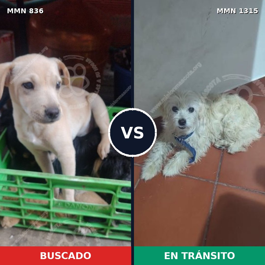 Comparativa MMS 24031: mascota perdida y mascota encontrada, 32% de similitud