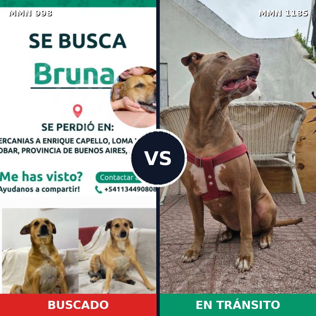 Comparativa MMS 24032: mascota perdida y mascota encontrada, 37% de similitud