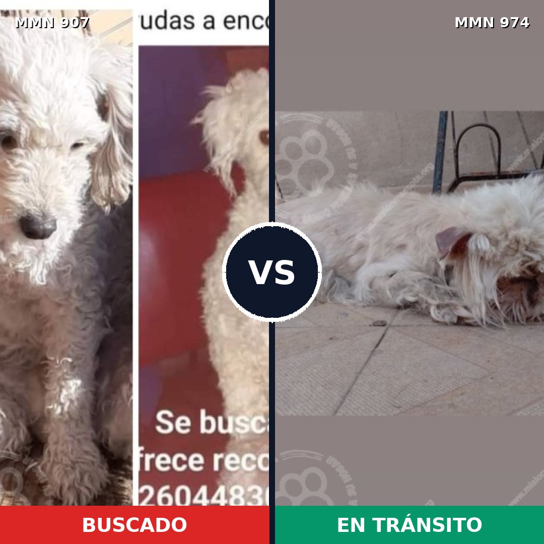 Comparativa MMS 24034: mascota perdida y mascota encontrada, 83% de similitud