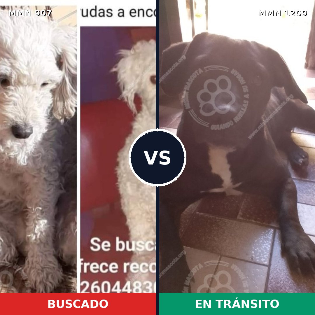 Comparativa MMS 24037: mascota perdida y mascota encontrada, 34% de similitud
