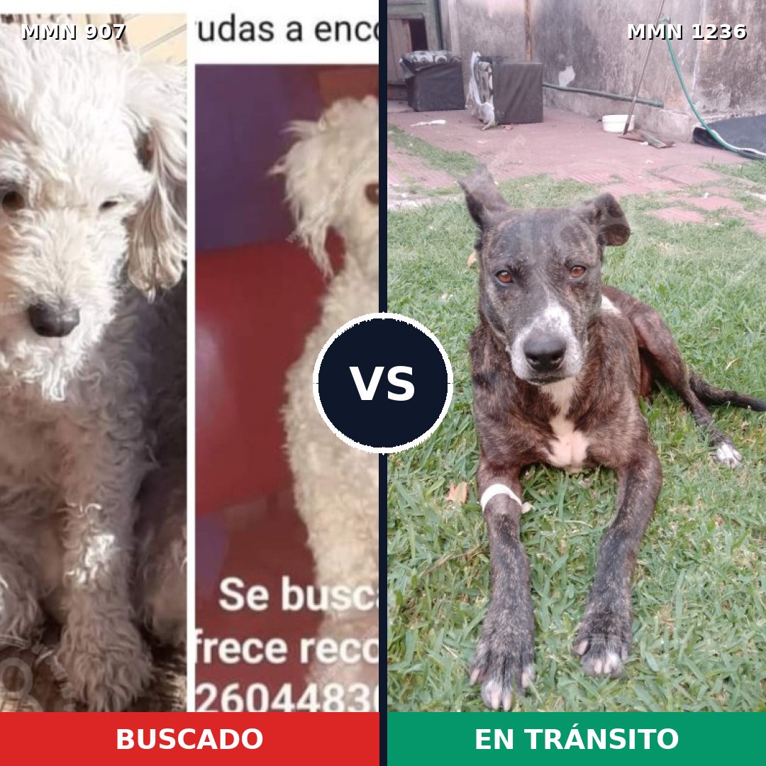 Comparativa MMS 24038: mascota perdida y mascota encontrada, 30% de similitud