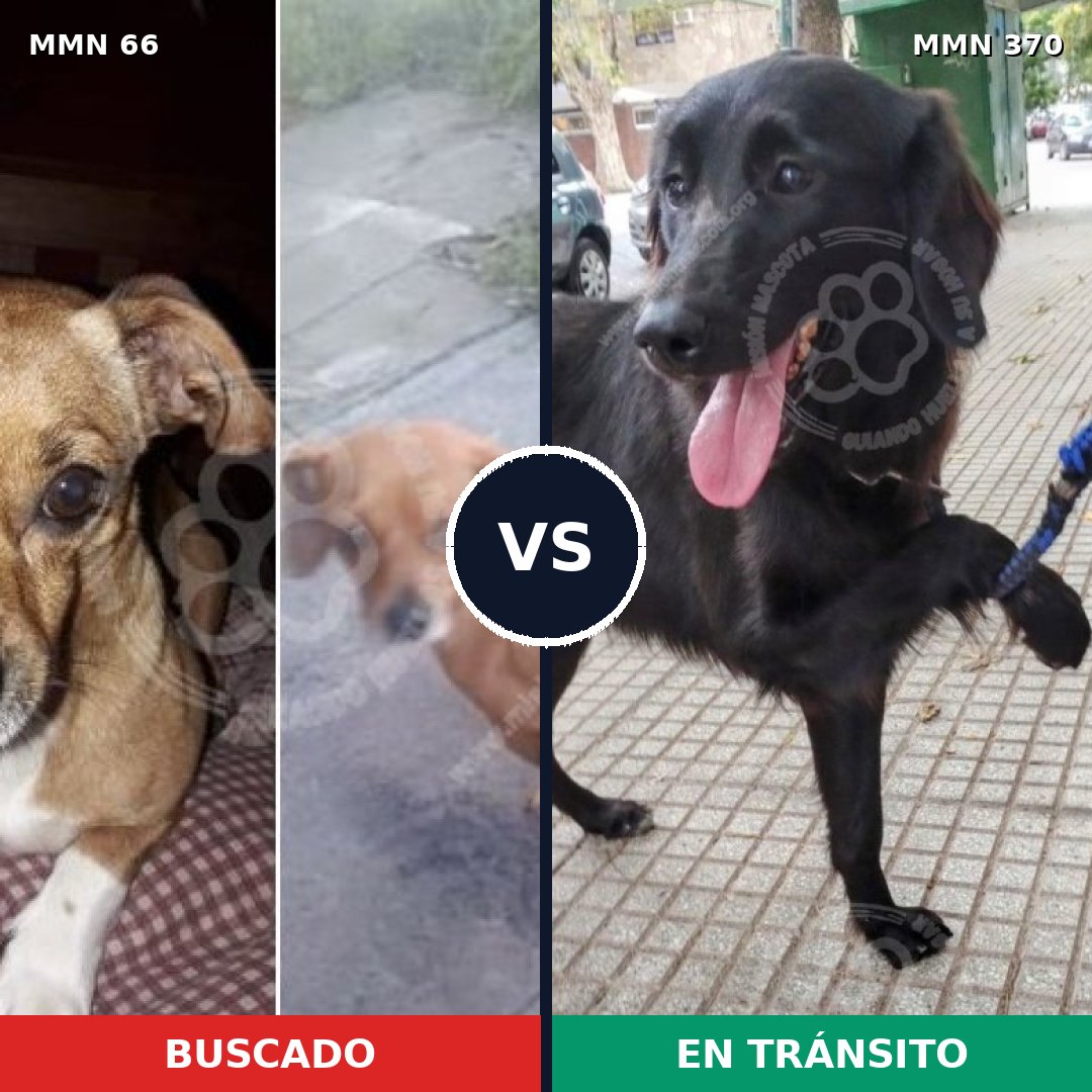 Comparativa MMS 2404: mascota perdida y mascota encontrada, 6% de similitud