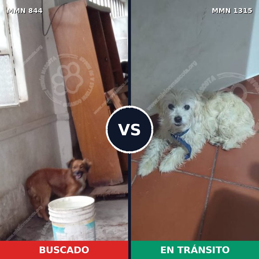 Comparativa MMS 24045: mascota perdida y mascota encontrada, 54% de similitud