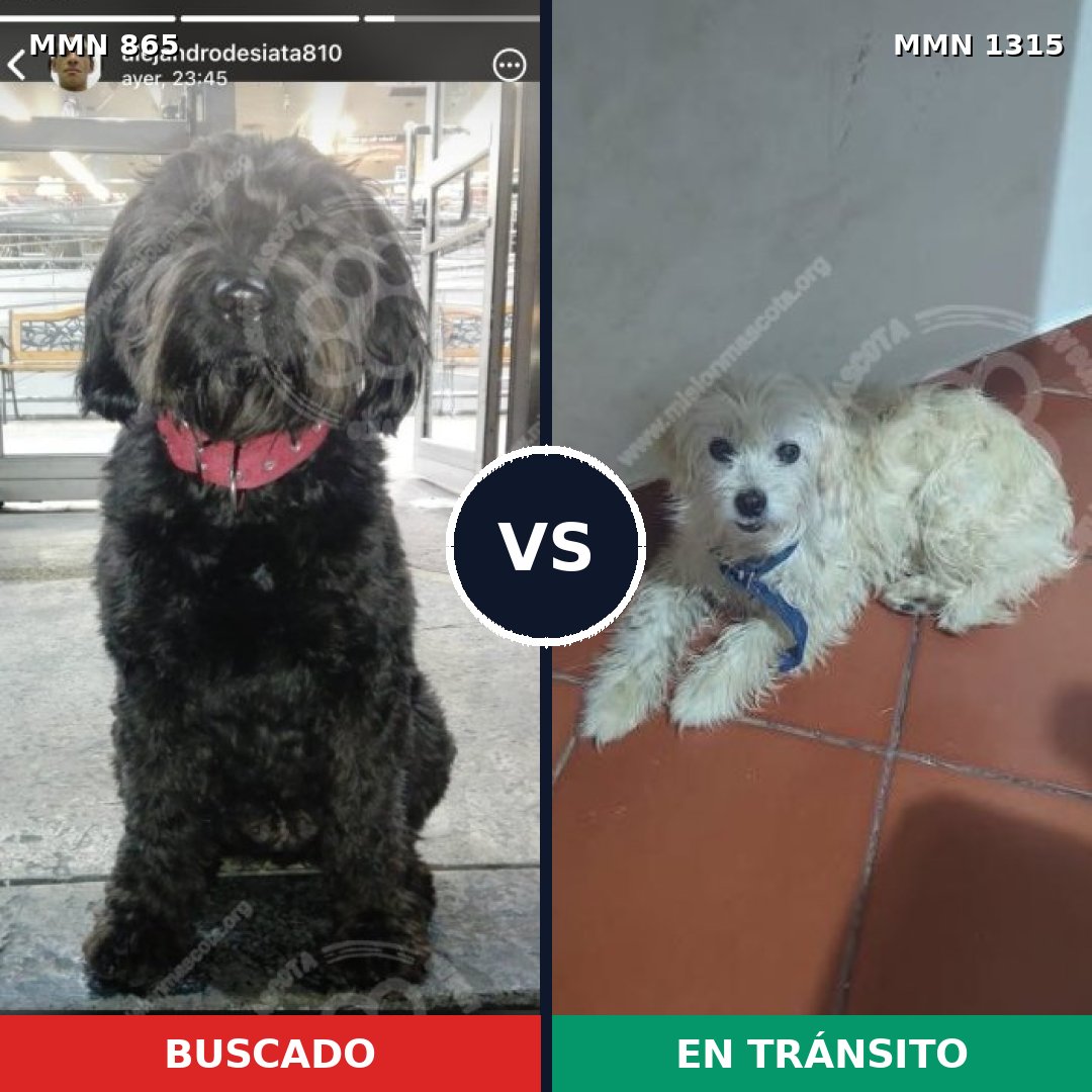 Comparativa MMS 24046: mascota perdida y mascota encontrada, 30% de similitud