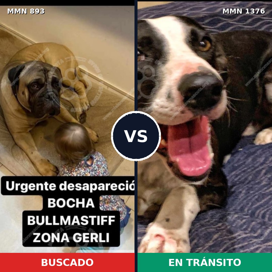 Comparativa MMS 24047: mascota perdida y mascota encontrada, 27% de similitud