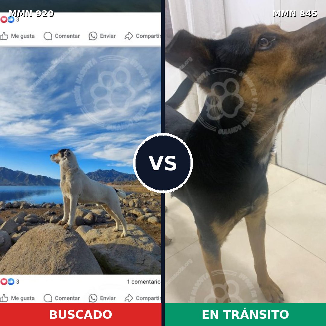 Comparativa MMS 24050: mascota perdida y mascota encontrada, 33% de similitud