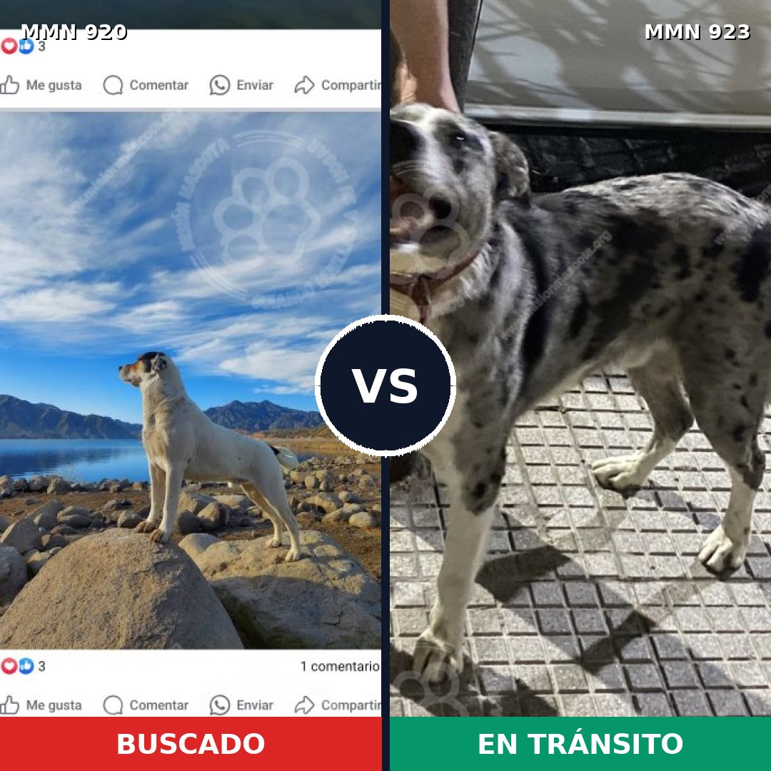 Comparativa MMS 24054: mascota perdida y mascota encontrada, 22% de similitud