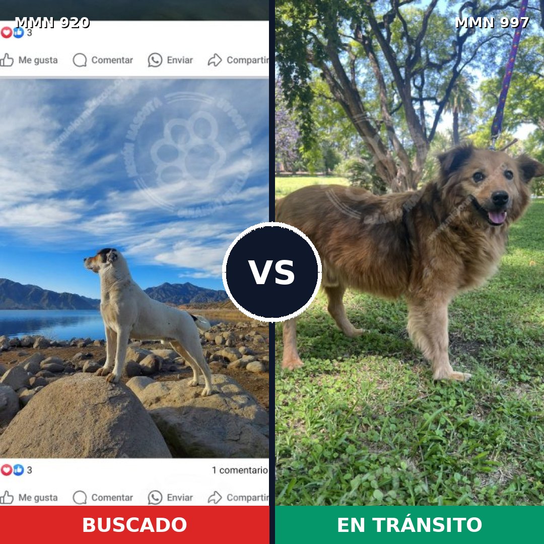 Comparativa MMS 24056: mascota perdida y mascota encontrada, 34% de similitud