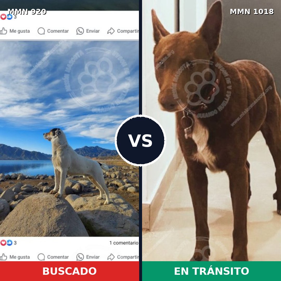 Comparativa MMS 24057: mascota perdida y mascota encontrada, 30% de similitud