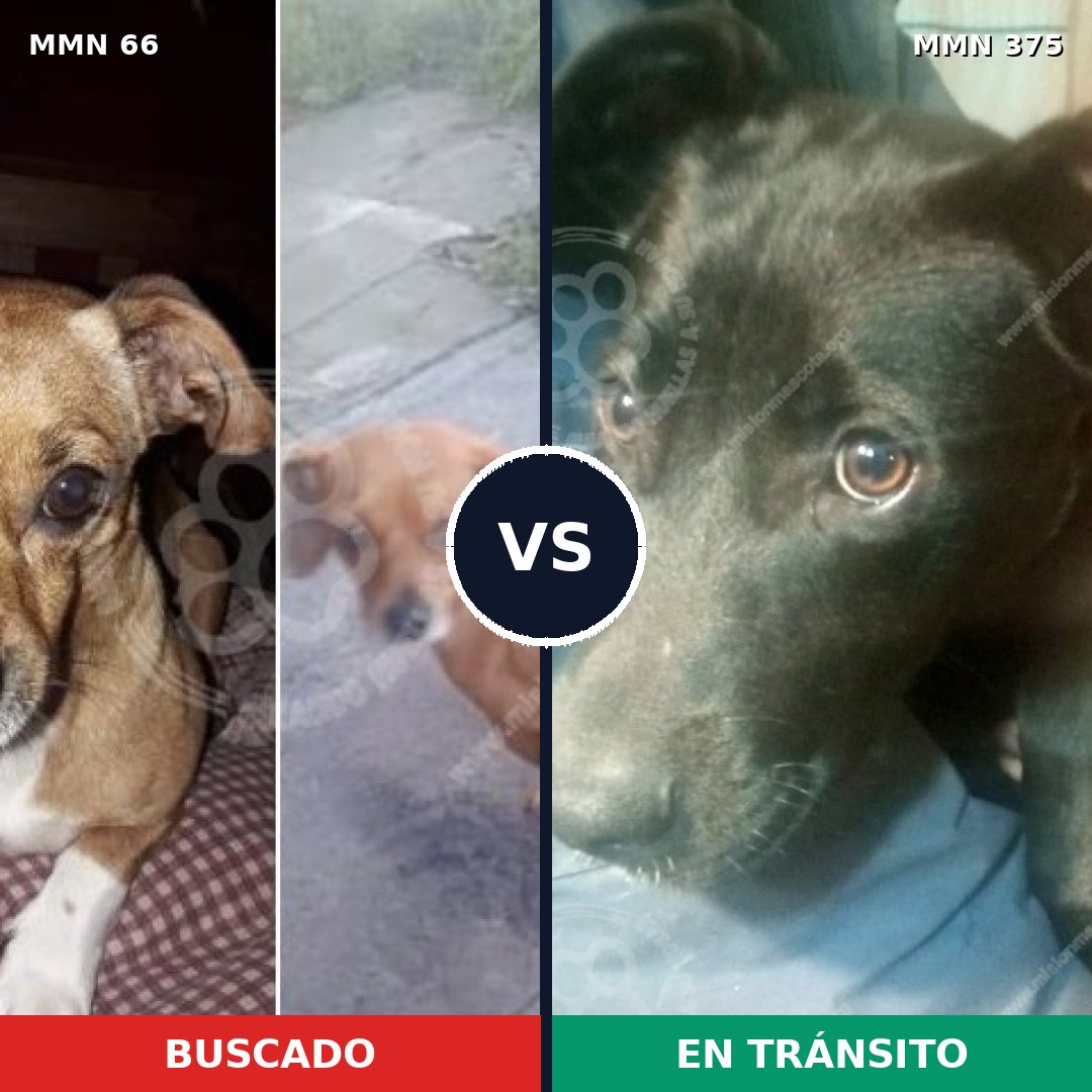 Comparativa MMS 2406: mascota perdida y mascota encontrada, 10% de similitud