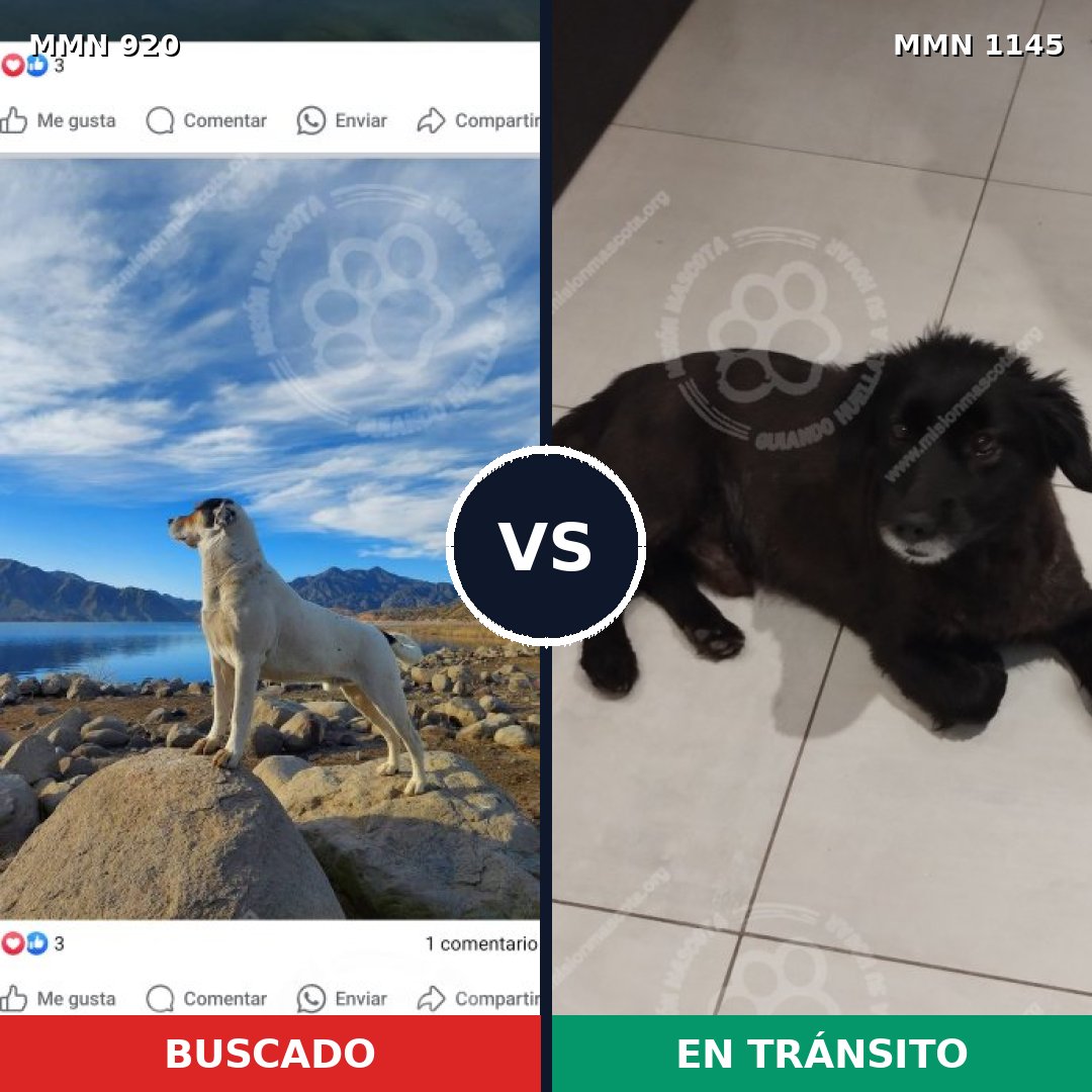 Comparativa MMS 24060: mascota perdida y mascota encontrada, 33% de similitud