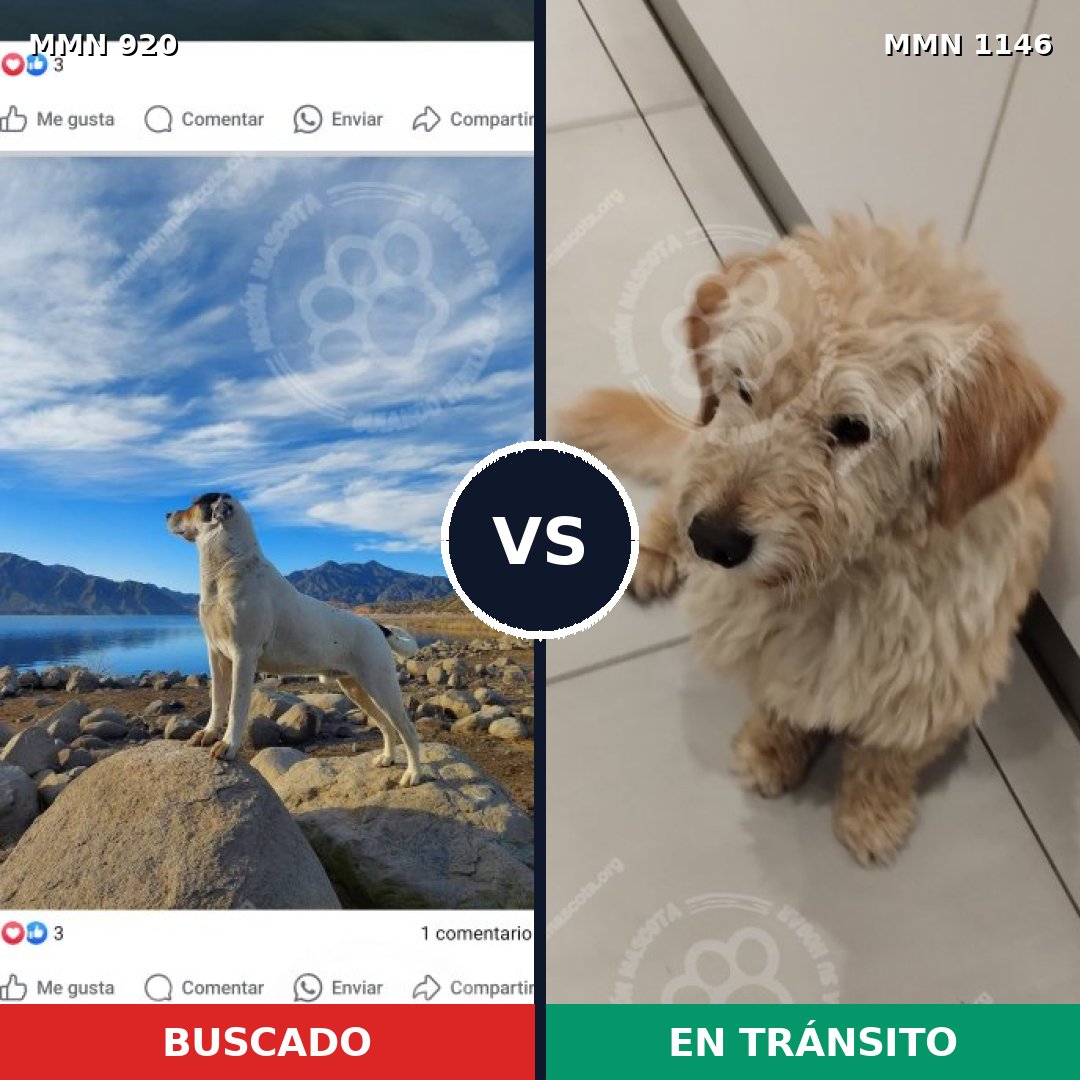 Comparativa MMS 24061: mascota perdida y mascota encontrada, 22% de similitud