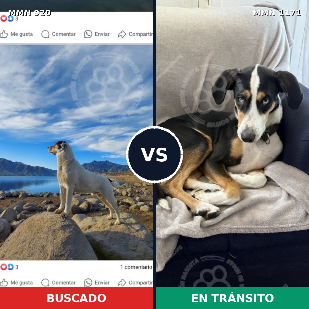 Comparativa MMS 24062: mascota perdida y mascota encontrada, 30% de similitud