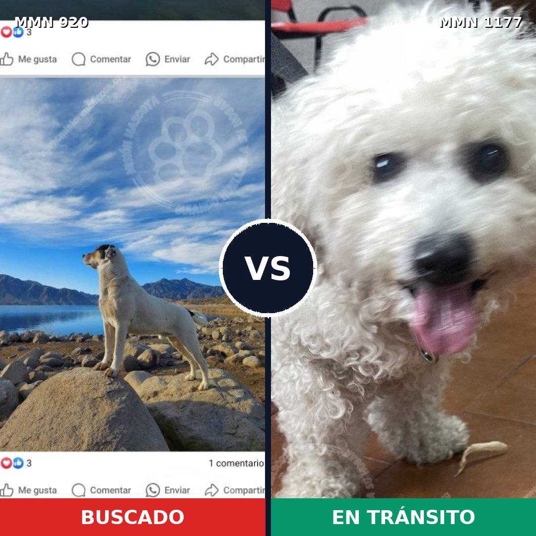 Comparativa MMS 24063: mascota perdida y mascota encontrada, 35% de similitud