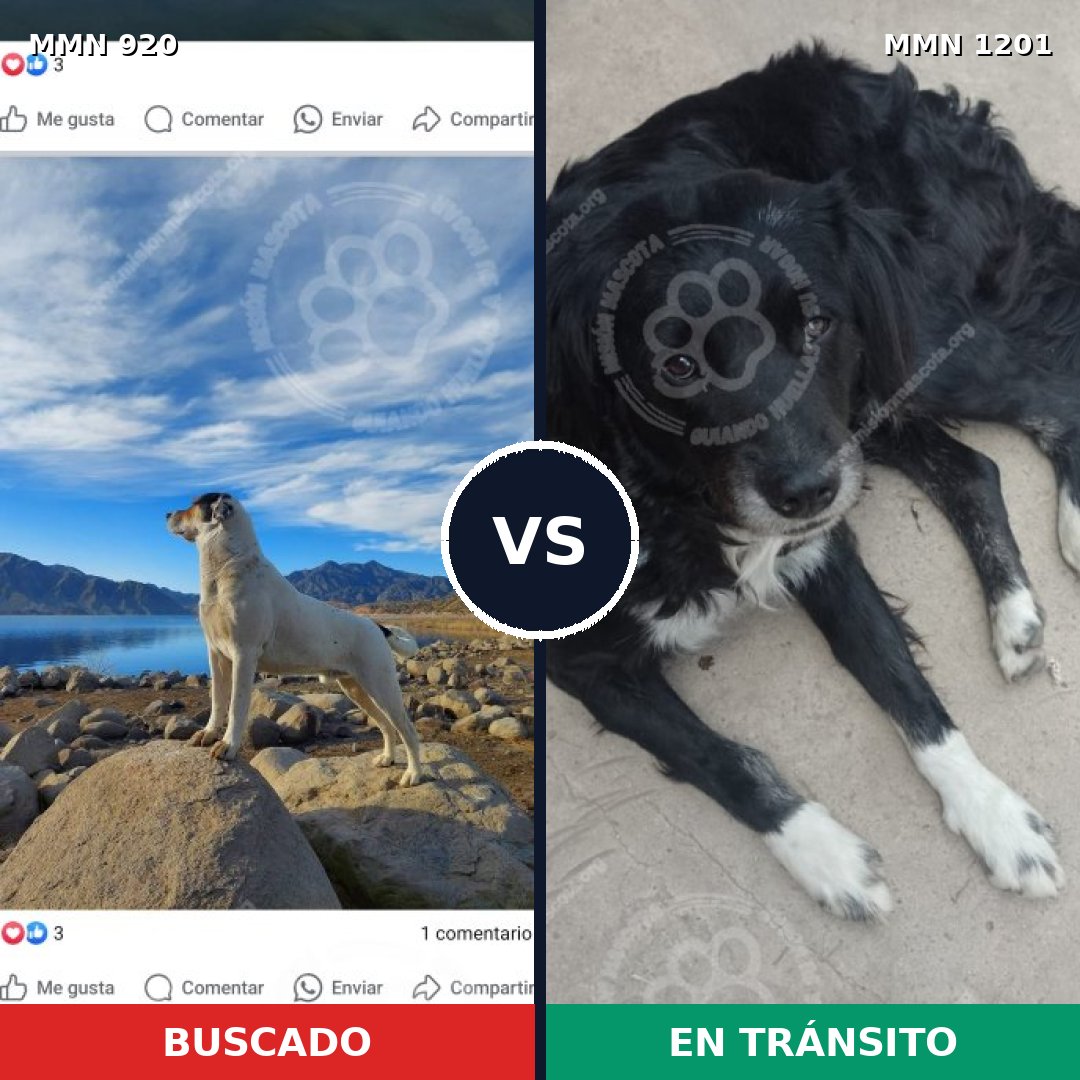Comparativa MMS 24065: mascota perdida y mascota encontrada, 41% de similitud
