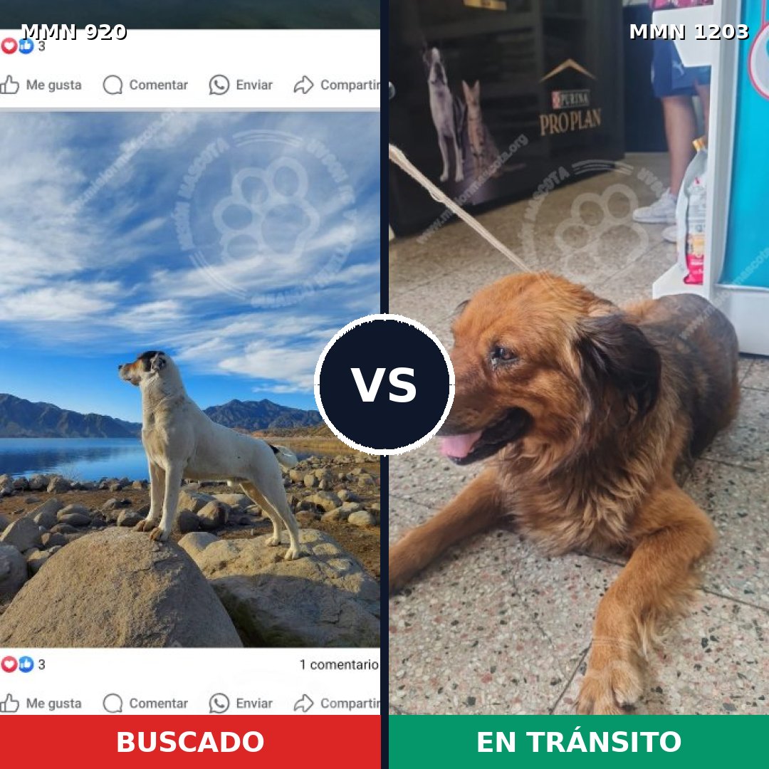 Comparativa MMS 24066: mascota perdida y mascota encontrada, 28% de similitud
