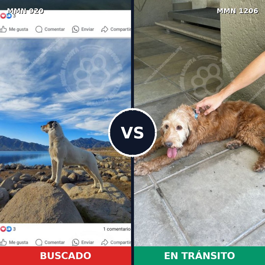 Comparativa MMS 24067: mascota perdida y mascota encontrada, 20% de similitud