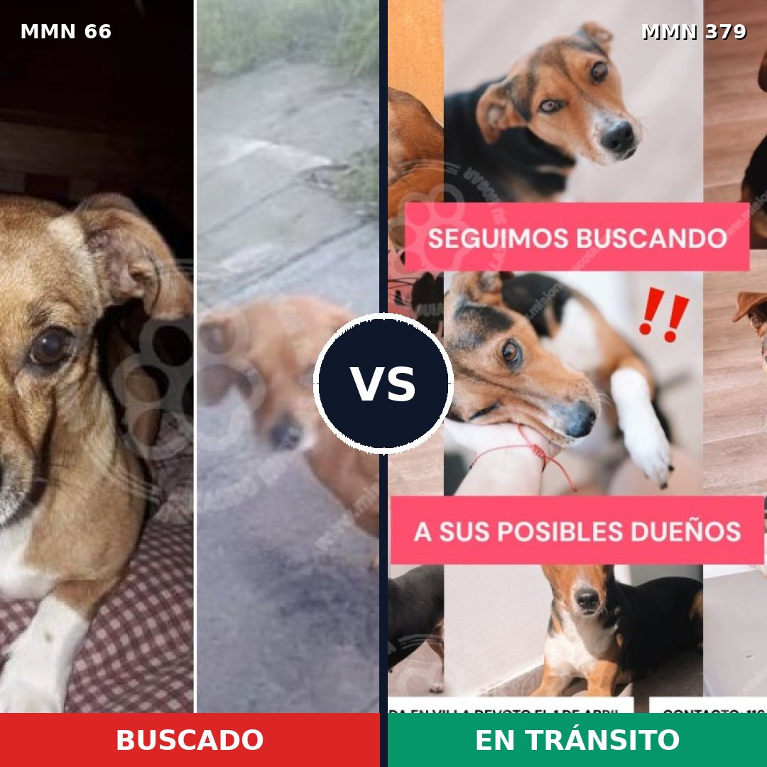 Comparativa MMS 2407: mascota perdida y mascota encontrada, 22% de similitud