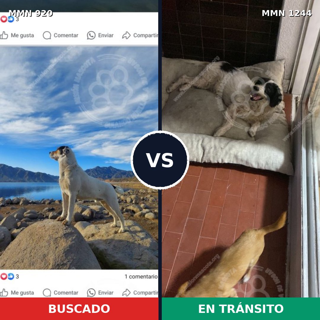 Comparativa MMS 24070: mascota perdida y mascota encontrada, 36% de similitud