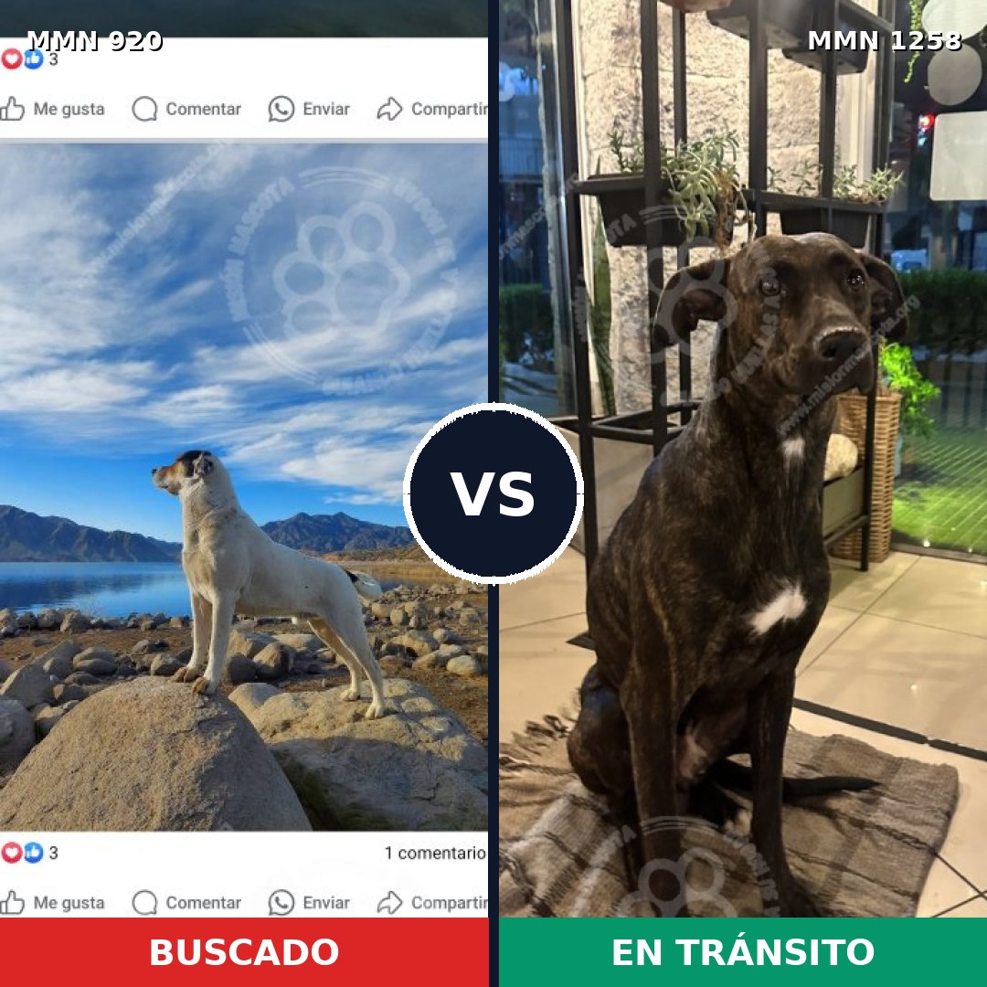 Comparativa MMS 24071: mascota perdida y mascota encontrada, 34% de similitud