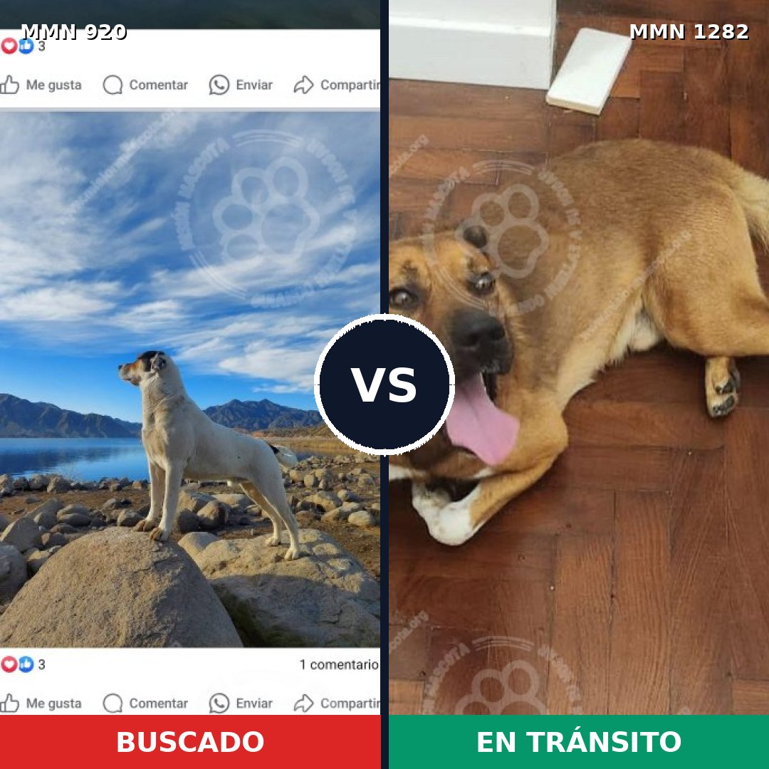 Comparativa MMS 24073: mascota perdida y mascota encontrada, 34% de similitud
