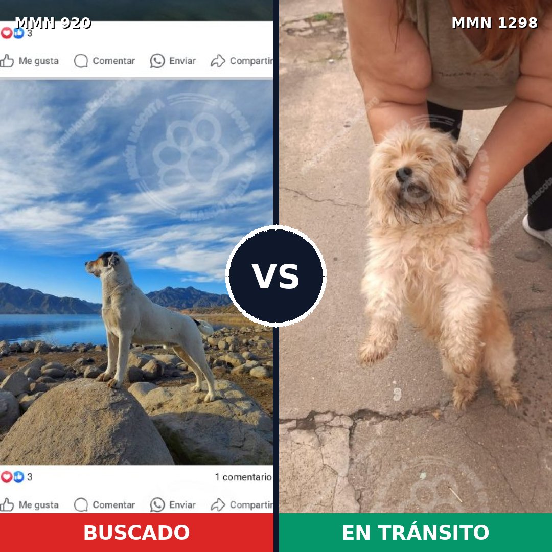 Comparativa MMS 24075: mascota perdida y mascota encontrada, 23% de similitud