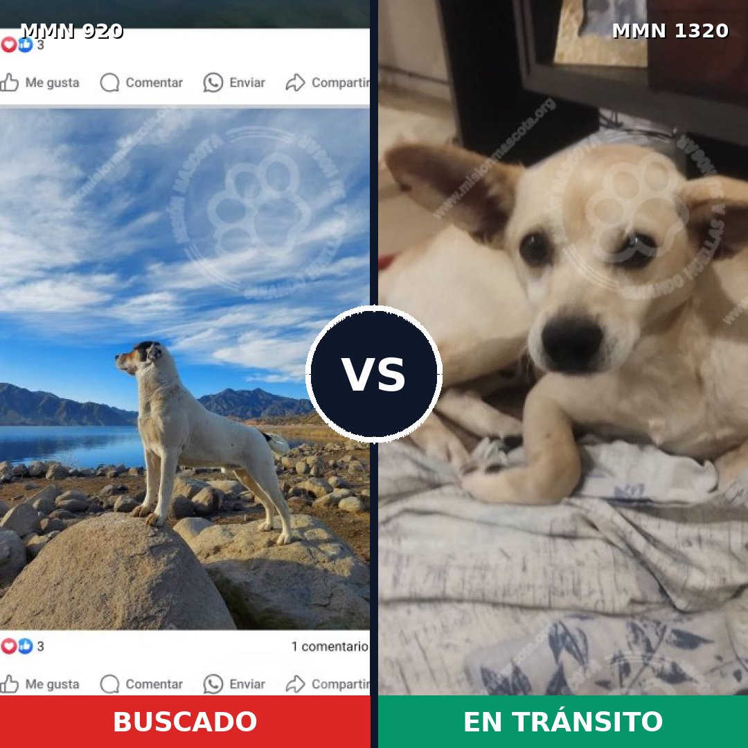Comparativa MMS 24077: mascota perdida y mascota encontrada, 26% de similitud