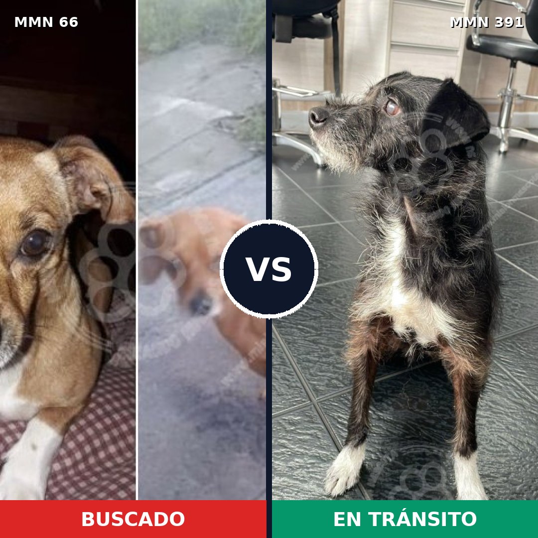 Comparativa MMS 2408: mascota perdida y mascota encontrada, 26% de similitud