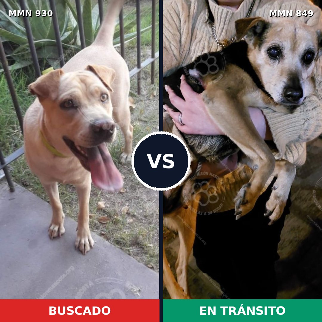 Comparativa MMS 24080: mascota perdida y mascota encontrada, 30% de similitud