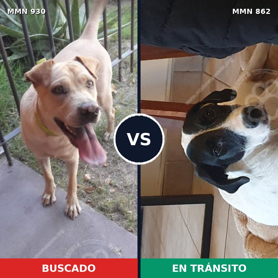 Comparativa MMS 24081: mascota perdida y mascota encontrada, 45% de similitud