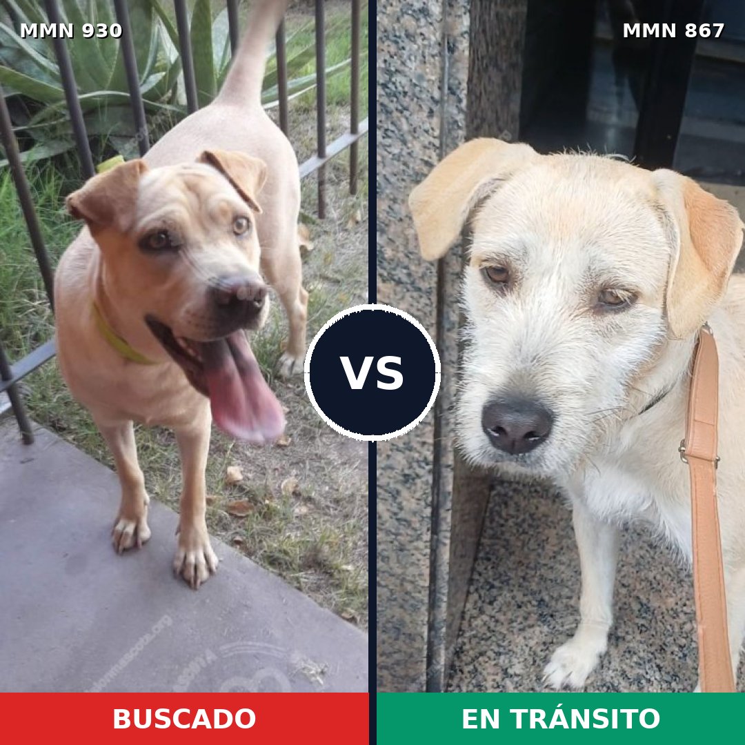 Comparativa MMS 24082: mascota perdida y mascota encontrada, 35% de similitud