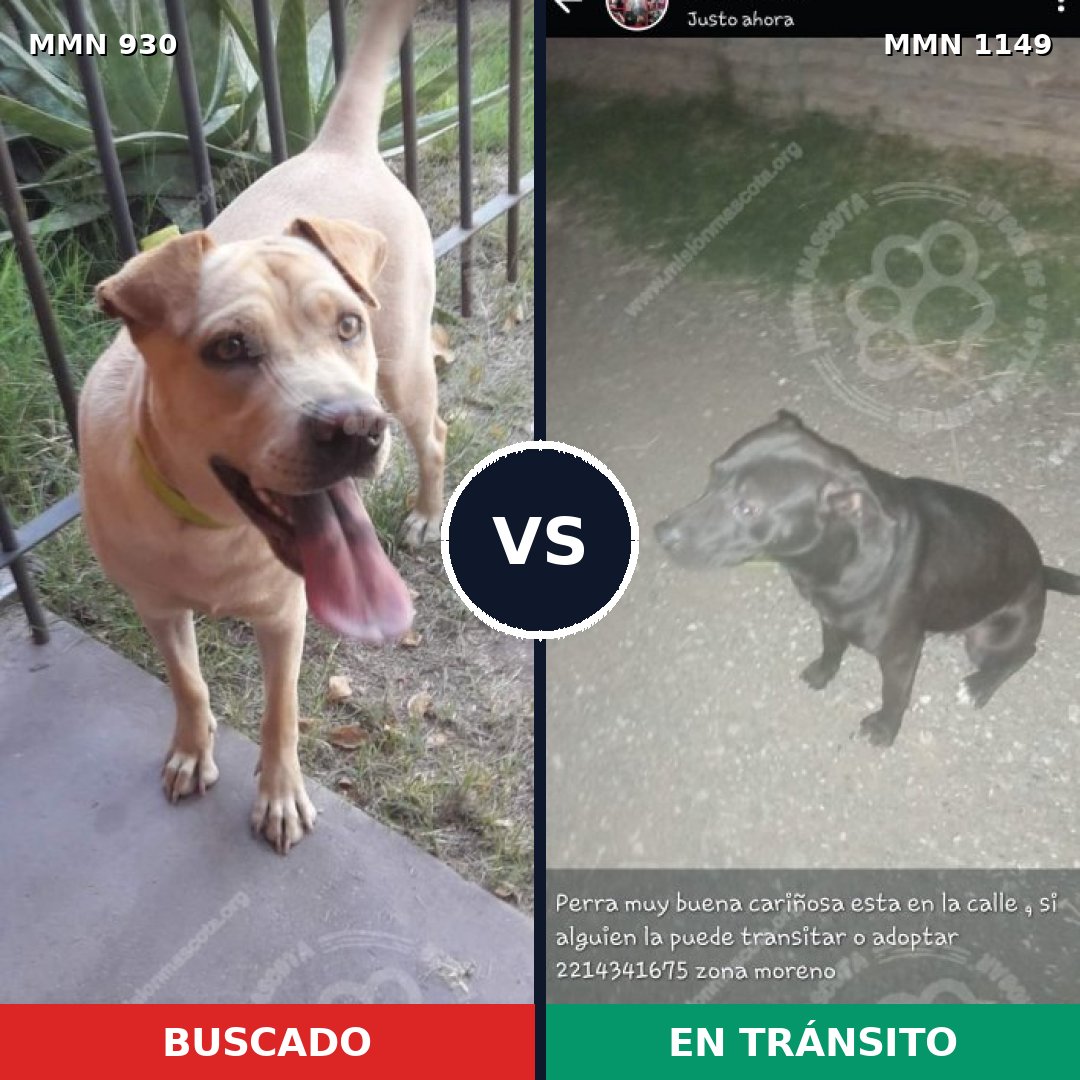 Comparativa MMS 24084: mascota perdida y mascota encontrada, 22% de similitud