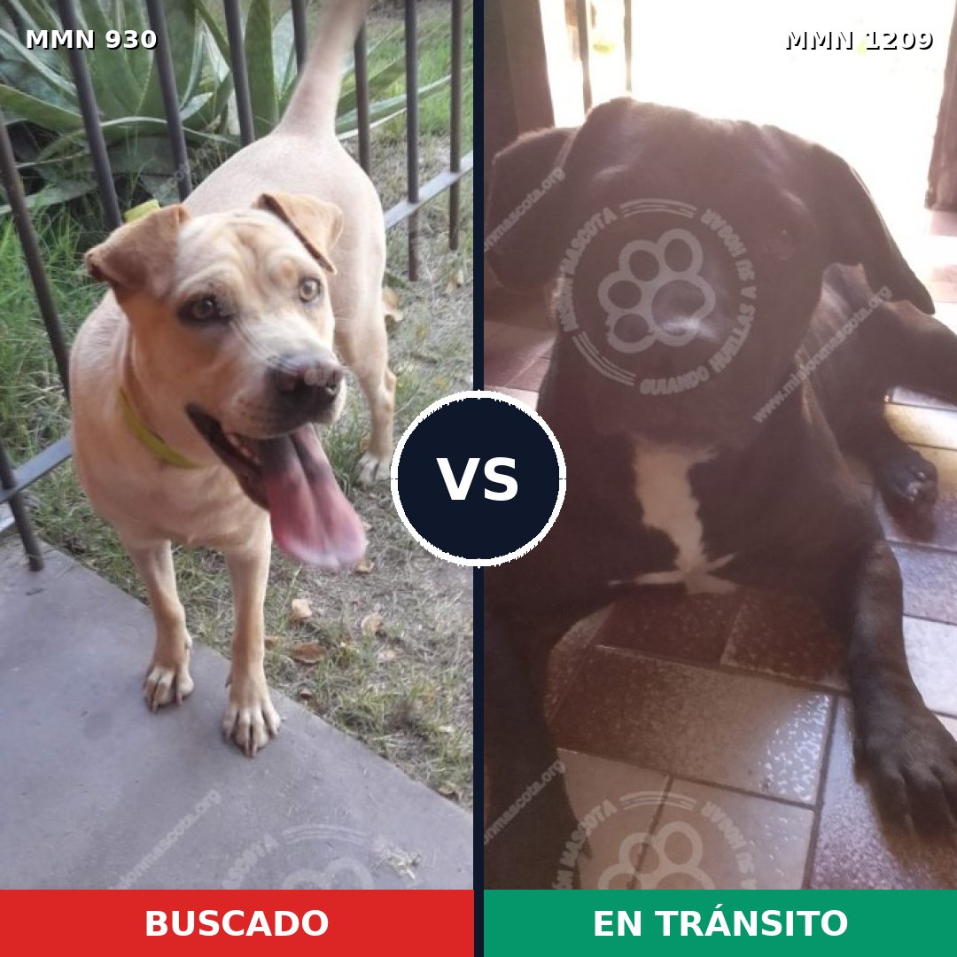 Comparativa MMS 24087: mascota perdida y mascota encontrada, 27% de similitud