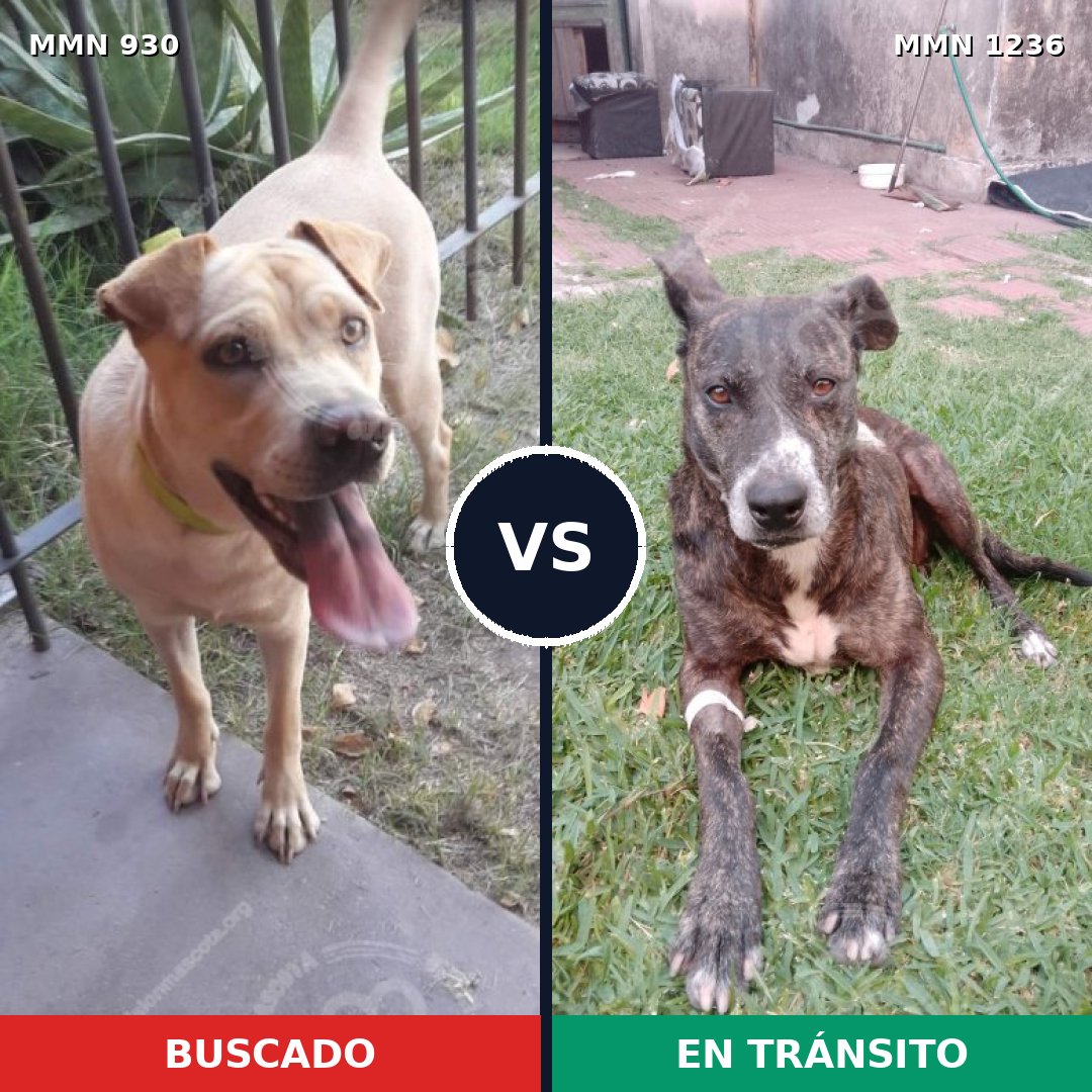 Comparativa MMS 24089: mascota perdida y mascota encontrada, 46% de similitud
