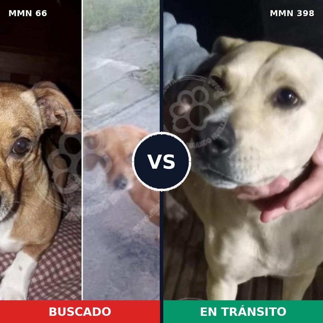 Comparativa MMS 2409: mascota perdida y mascota encontrada, 13% de similitud