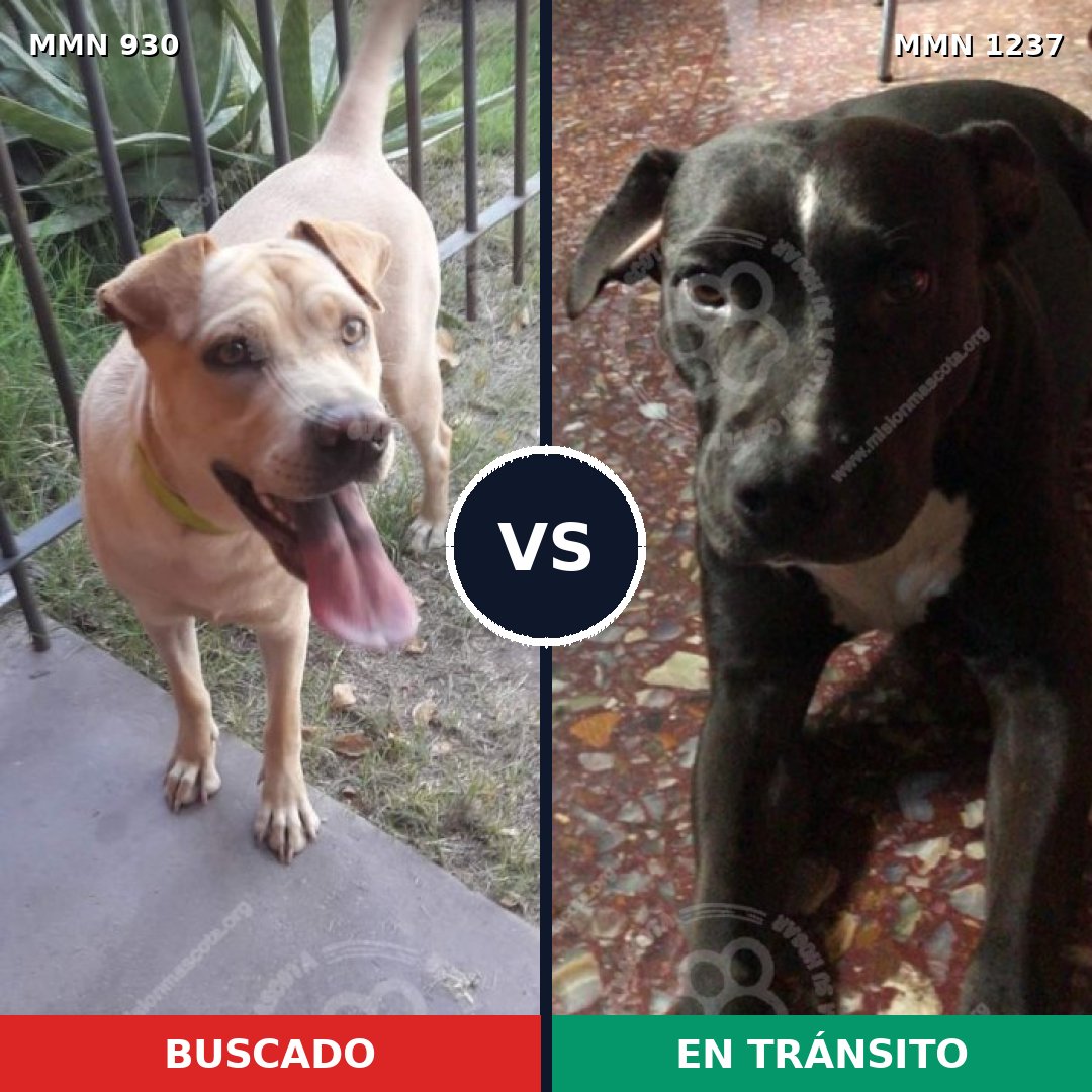 Comparativa MMS 24090: mascota perdida y mascota encontrada, 36% de similitud