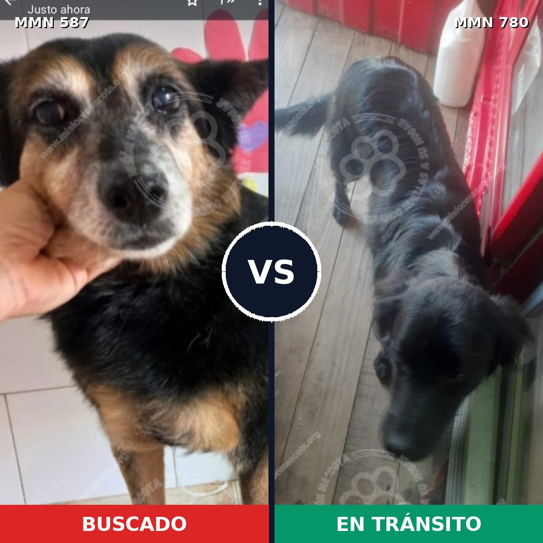 Comparativa MMS 24099: mascota perdida y mascota encontrada, 73% de similitud
