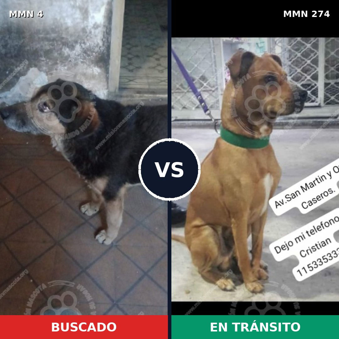Comparativa MMS 241: mascota perdida y mascota encontrada, 75% de similitud