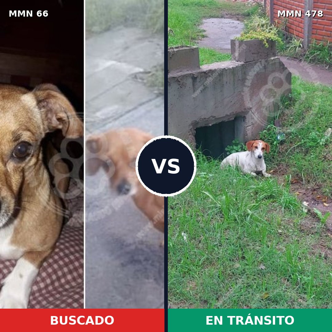 Comparativa MMS 2410: mascota perdida y mascota encontrada, 30% de similitud