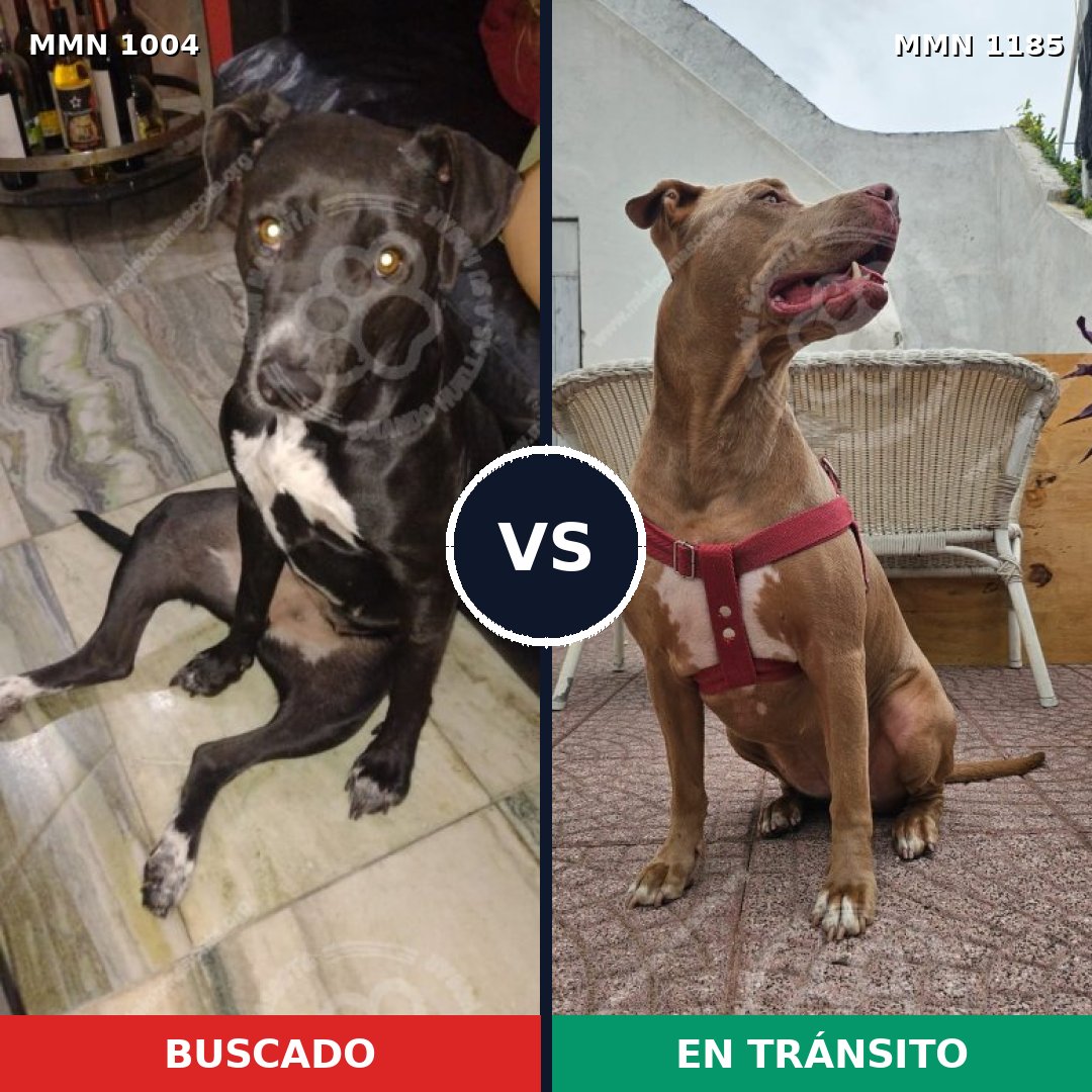 Comparativa MMS 24109: mascota perdida y mascota encontrada, 40% de similitud