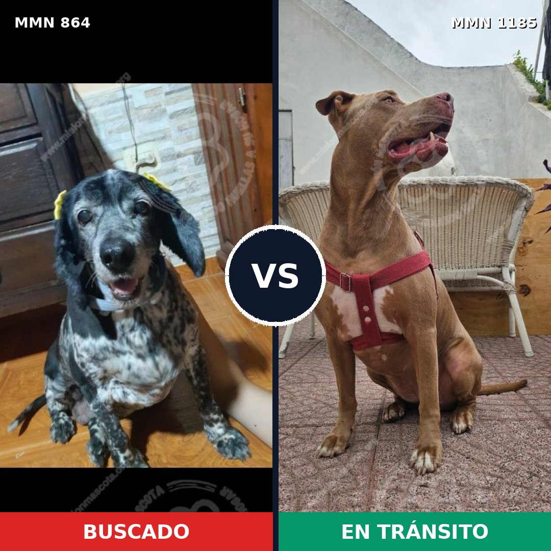 Comparativa MMS 24111: mascota perdida y mascota encontrada, 34% de similitud